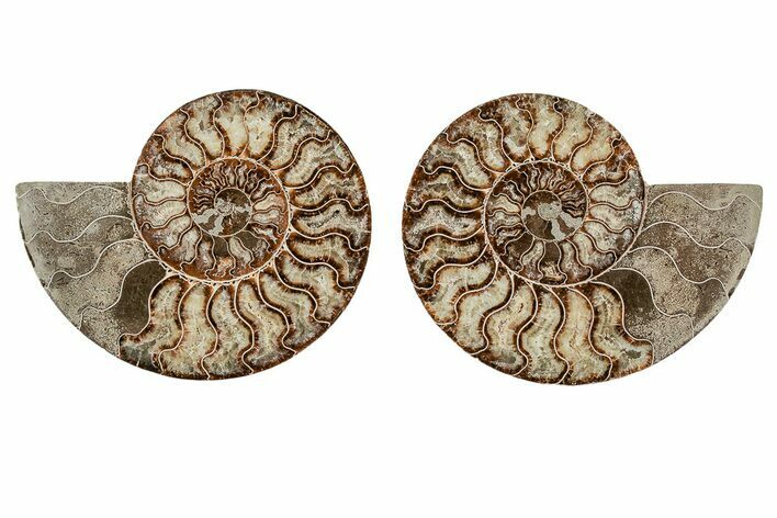 8.1" Agatized, Cut & Polished Ammonite Fossil - Madagasar